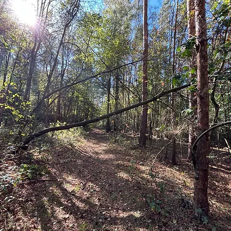 Forrest House Na Drzewie Niedaleko Suntago